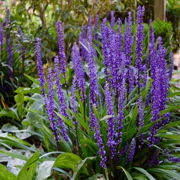 2.5-Qt. #1 English Lavender Plant (4-Pack) LAVHIDPP1-GP4 - The Home Depot