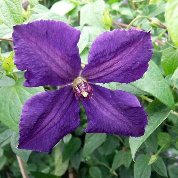 Wekiva Foliage Clematis Polish Spirit-Live Plant in a 3.5 in. Growers Pot