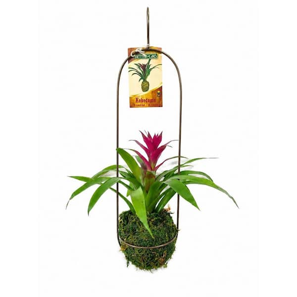 4in BROMELIAD IN KOKODAMA METAL PLANTER