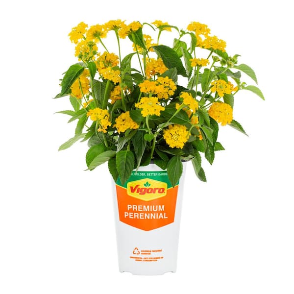 Vigoro 2 QT Lantana 'Chapel Hill Gold' Yellow Perennial Plant