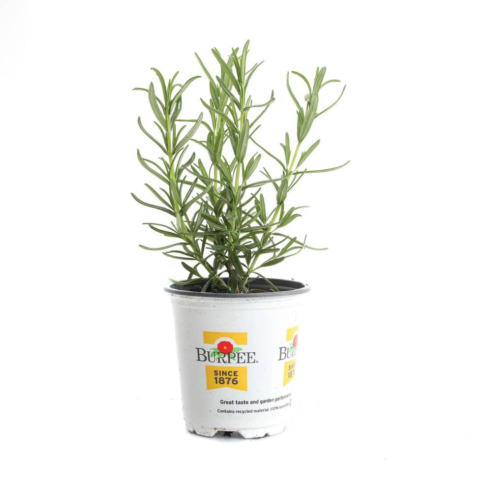 3.5 in. Simply Herbs Rosemary Plant (2-Pack) price history on PriceWatchPro