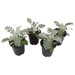 Dusty Miller Silvery-Grey Outdoor Foliage Garden Annual Plants in 4 in. Grower Pots (4-Pack )