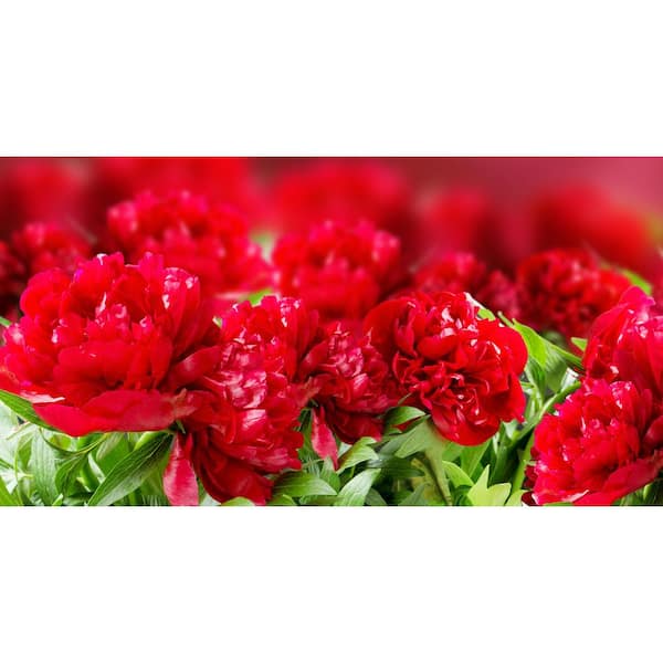 BELL NURSERY 2 Gal. Peony Red Live Perennial Plant (1-Pack