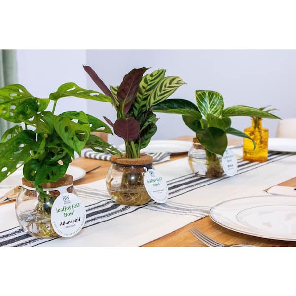 mini monstera for sale Rare Monstera Minima | Rhaphidophora Tetrasperma | Mini Monstera