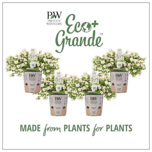 4.25 in. Eco+Grande, Snowstorm Snow Globe Bacopa