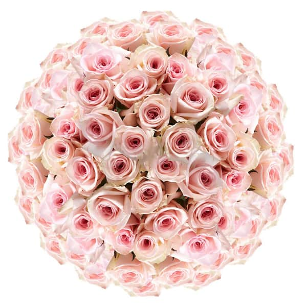 Globalrose 750-Stems of Solid Pink Color Roses- Fresh Flower Delivery ...