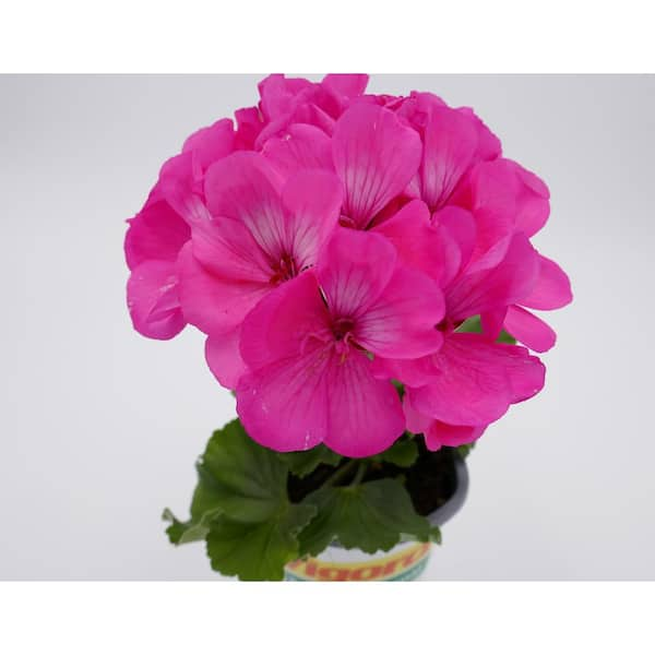 BELL NURSERY 6 in. Pink Geranium Annual Live Plant, Pink Flowers (4-Pack)