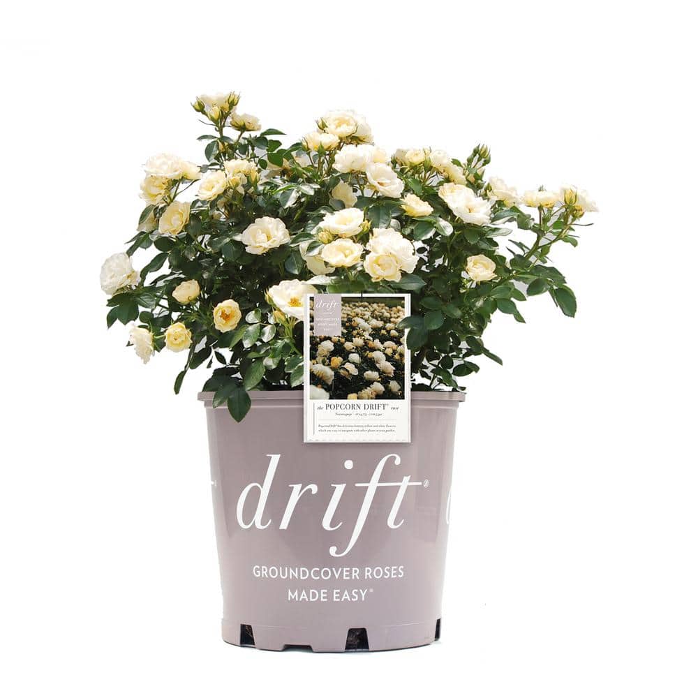 1 Gal. Popcorn  Rose Bush with Soft Yellow Flowers price history on PriceWatchPro