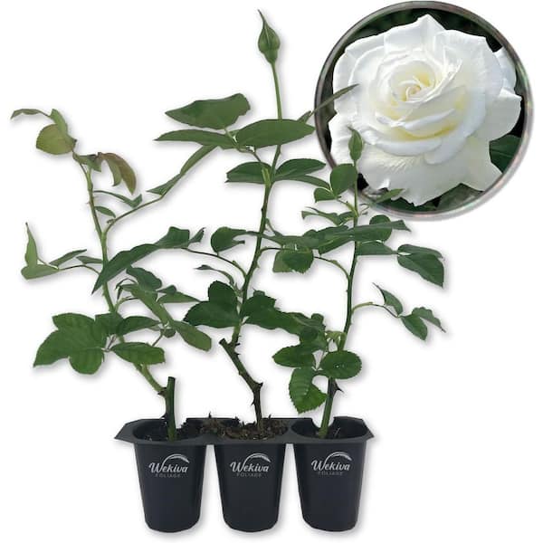 Wekiva Foliage JFK Rose Bush 3-Live Starter Plants in 2 in. Growers Pots-Beautifully Fragrant Hybrid Tea Rose