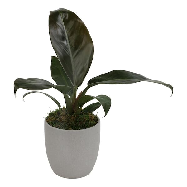 ALTMAN PLANTS Imperial Red (Philodendron erubescens) Live House Plant with 4.25 in. Decorative Ceramic Pot