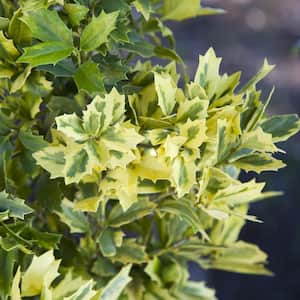 3 Gal. Golden Oakland Holly Plant with Golden Variegated Foliage