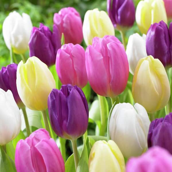 Tulips Easter Basket Mixture Set of 25 Bulbs