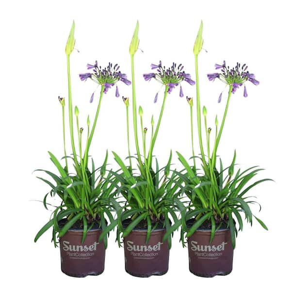 Alder & Oak 8 in. Ever Amethyst Agapanthus Lily Shrub Plants (3-Pack)
