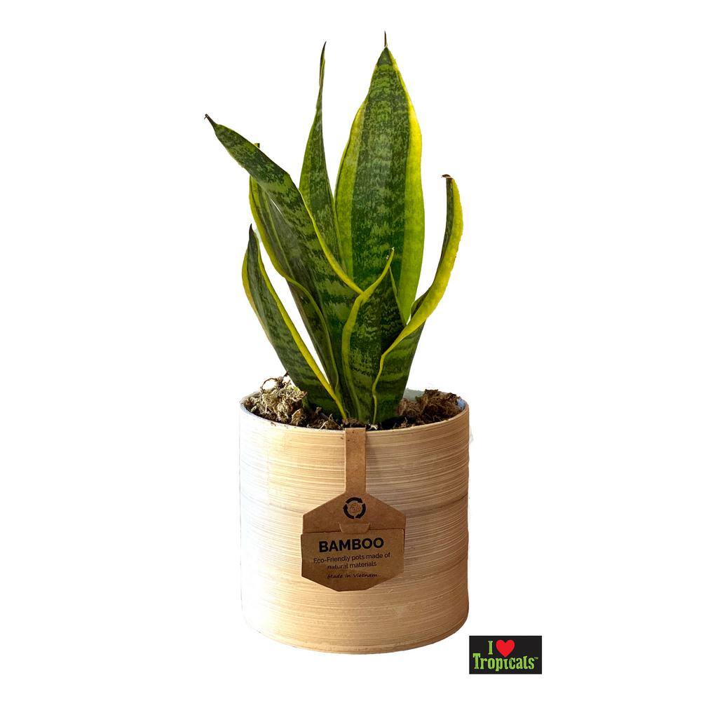 san pedro cactus for sale San Pedro Cactus for Sale | Trichocereus Pachanoi main image 0