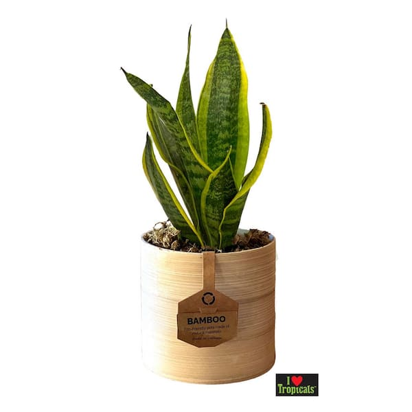 I Tropicals 5 in. Snake Plant (Sansevieria) Plant with Natural Spun Bamboo Pot
