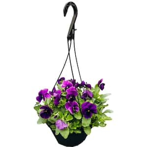 10 in. Pansy Hanging Basket Plant with Purple Flowers