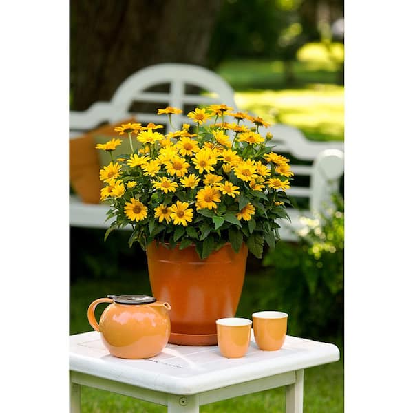 PROVEN WINNERS 0.65 Gal. Tuscan Sun Perennial Sunflower PROVEN WINNERS 0.65 Gal. Tuscan Sun Perennial Sunflower