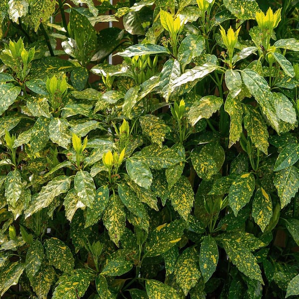 【kobe plants】 NIKE KOBE KB VENOMENON 3 