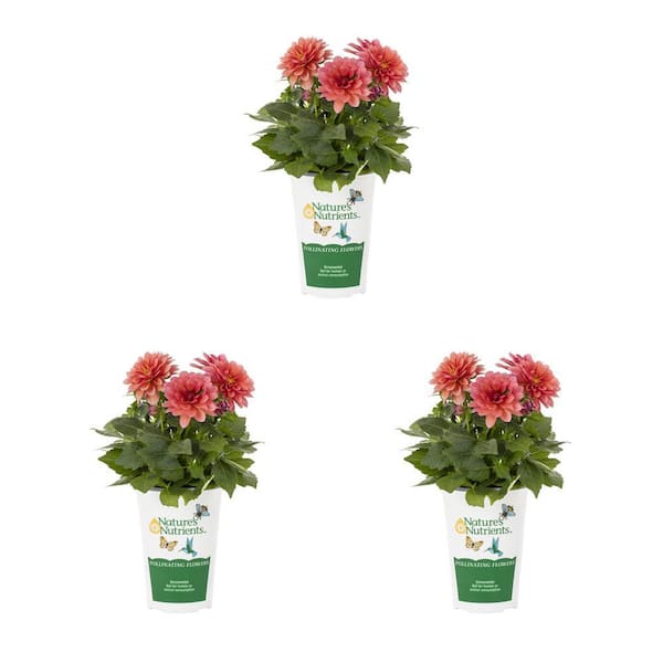 Vigoro 2 qt. Dahlia Hypnotica Electric Pink Annual Plant (3-Pack)