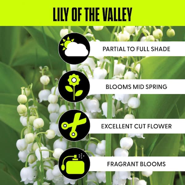 Lily of the Valley Roots (10-Pack)