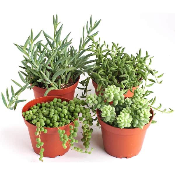Shop Succulents String of Pearls, Burrito Sedum, Fishhook and String of Bananas4 in. Grow Pots (4-Pack)