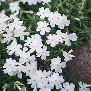 #5 1 Qt. Early Spring White Creeping Phlox Plant