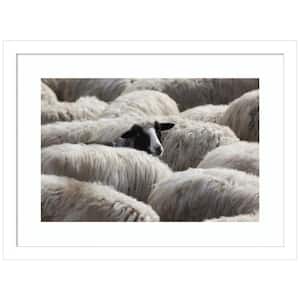 "The Sheeps Gaze" by Massimo Della Latta 1-Piece Wood Framed Color Animal Photography Wall Art 13 in. x 17 in.