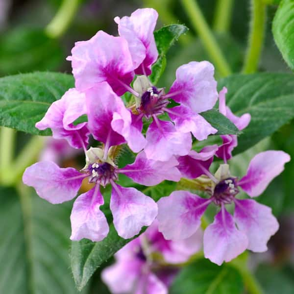 Altman Plants Lavender Cuphea Hyssopifolia Live Plant 