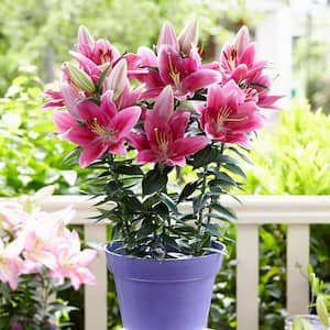 Patio Gentle Romance Lilies Kit with 7 Bulbs, Metal Planter, Nursery Pot, Medium, Gloves, Planting Stock