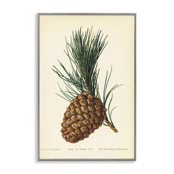 Stupell Industries Detailed Pine Cone Sprig by Tina Higgins Designs, Inc. Gray Framed Nature Giclee Art Print 30 in. x 20 in.