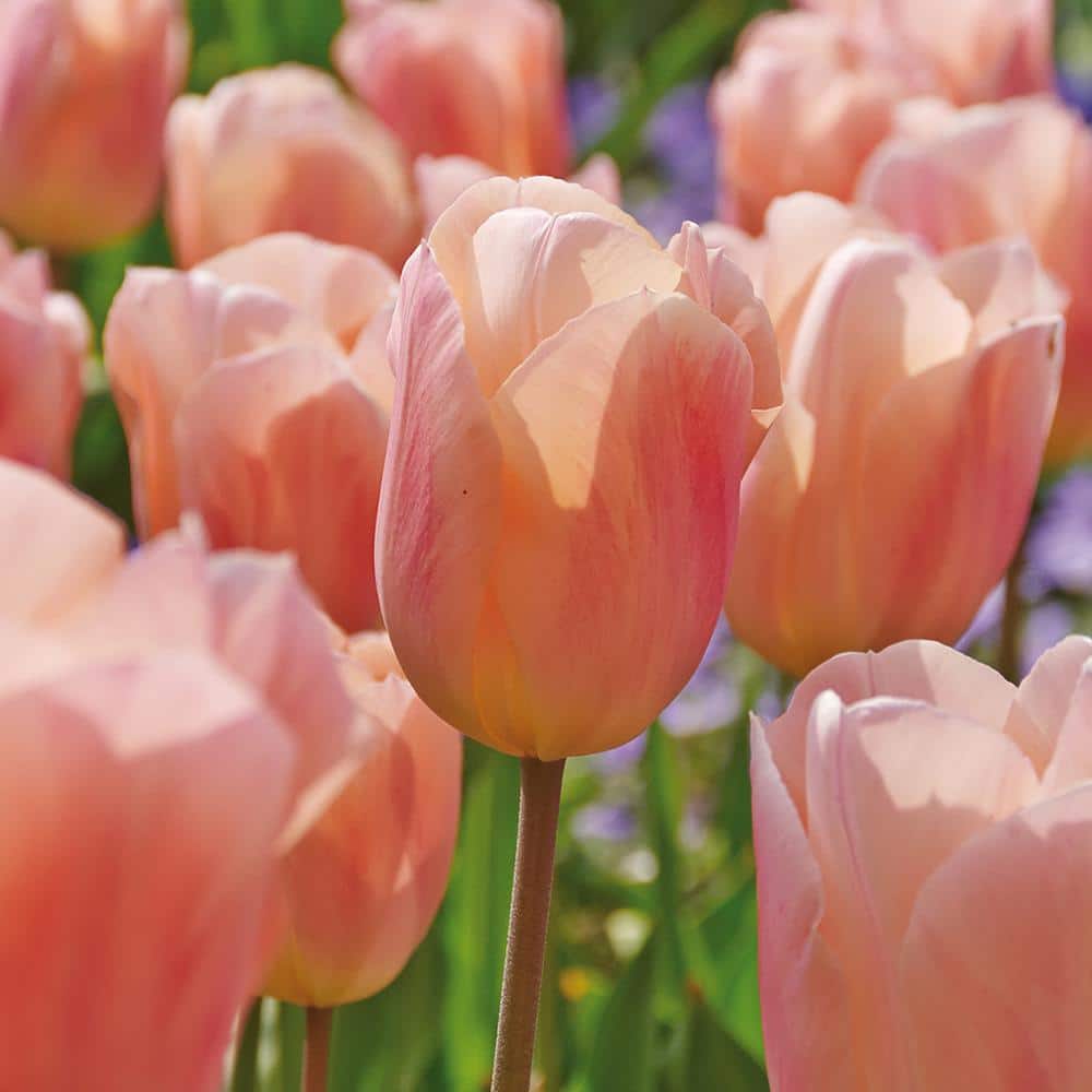 VAN ZYVERDEN Tulips Bulbs Apricot Beauty (Set of 12) 21572