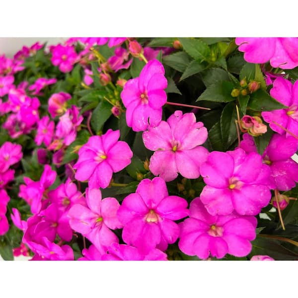 18 Plants With Gorgeous Pink Flowers