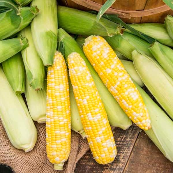 Stackable Savings on Harvest Snaps at Target = Two Veggie Snacks UNDER $1  Each