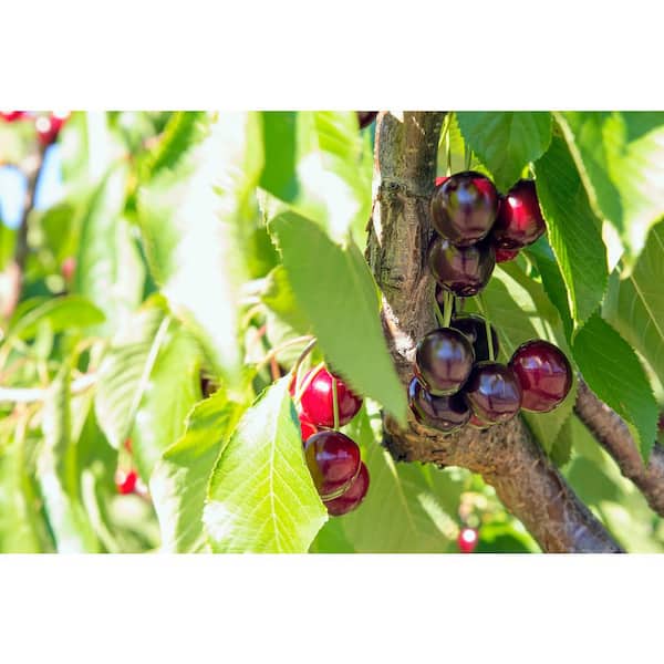 BELL NURSERY Bing Sweet Cherry Live Bare Root Tree 4 ft. to 5 ft. Tall, 2-Years Old (2-Pack)