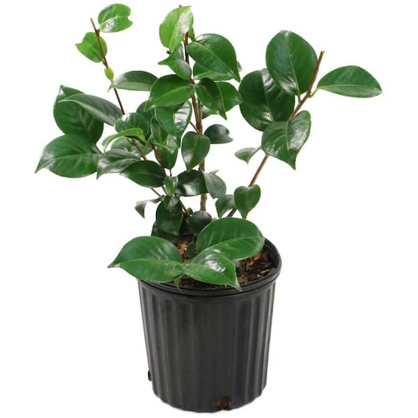 national PLANT NETWORK 2.5 Qt. Professor Sargent Camellia Japonica Plant with Red Blooms