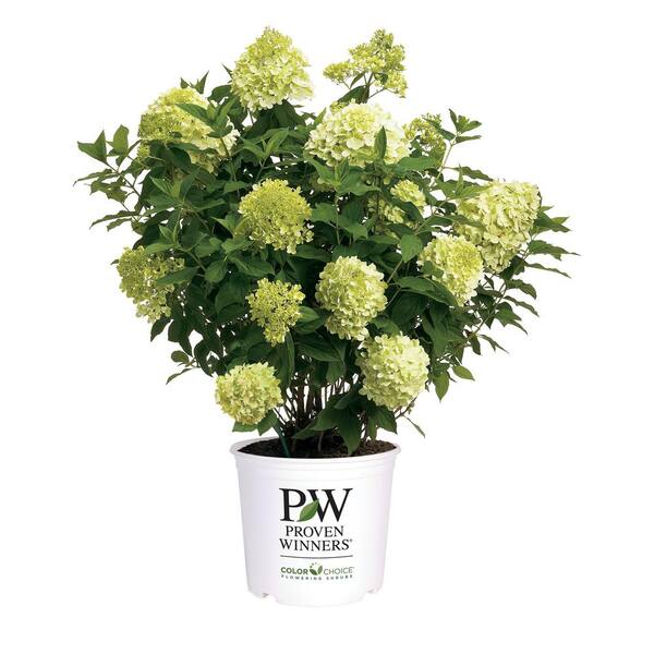 Hydrangea plants best sale and dogs