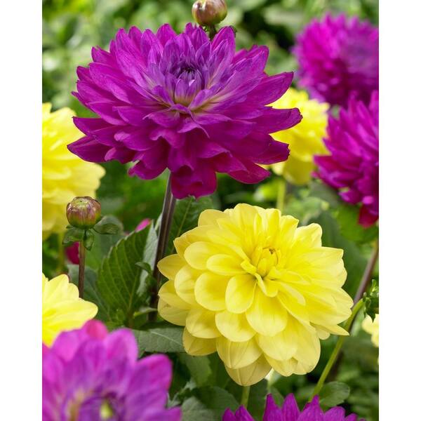 Bloomsz Purple and Yellow Bulbs Blend (3-Pack)