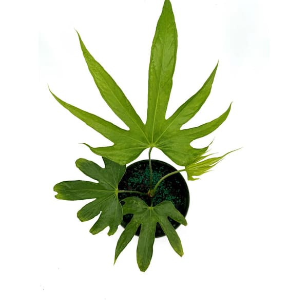 HAMPSHIRE FARMS 6 in. Anthurium Fingers Plant in Grower Pot