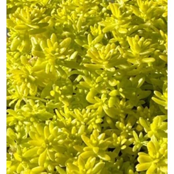 Cesicia Non-Fragrant Live Gold Moss Sedum Planter Pet-Safe (1-Piece)