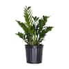 united-nursery-house-plants- united-nursery-house-plants-