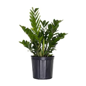 Live ZZ Plant Low Maintenance House Plant in 10 in. Grower Pot