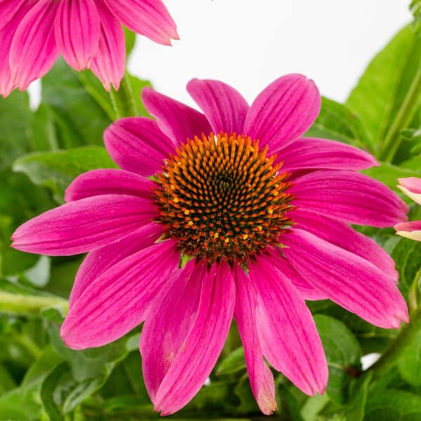 Vigoro 2 Qt. Pow Wow Wilderberry Pink Cone Flower Echinacea