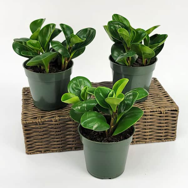 4 in. Peperomia Green Plant (3-Pack)