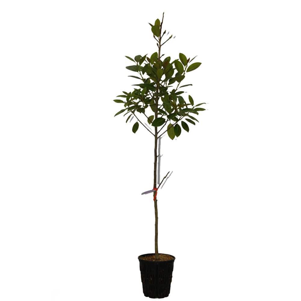 2 gal. Marilyn's Choice Deciduous Japanese Magnolia Tree with Pink
