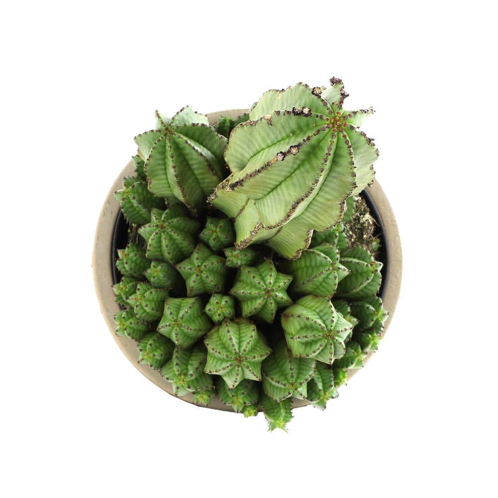 Euphorbia Cactus in Beige Clay Planter, 12-inch