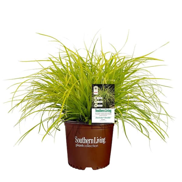 SOUTHERN LIVING 2.6 qt. Everillo Carex Ornamental Grass with Bright ...