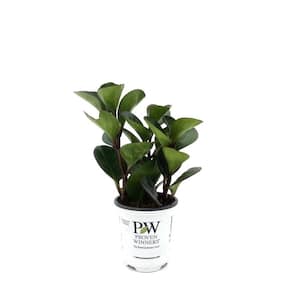 3.5 in. leafjoy littles Spice is Nice Baby Rubber Plant (Peperomia obtusifolia) Live Indoor Plant in Grower Pot