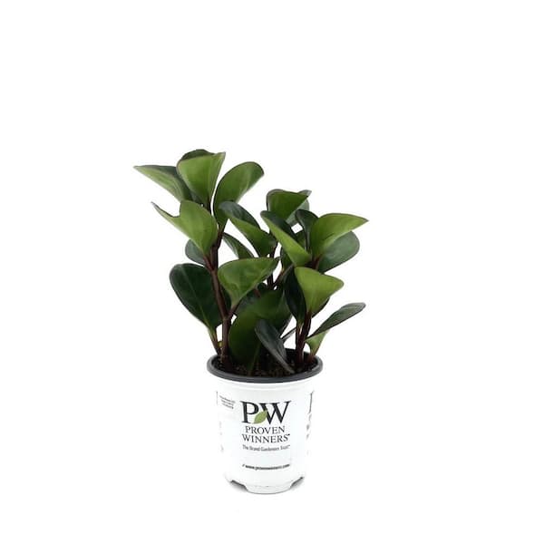 PROVEN WINNERS 3.5 in. leafjoy littles Spice is Nice Baby Rubber Plant (Peperomia obtusifolia) Live Indoor Plant in Grower Pot