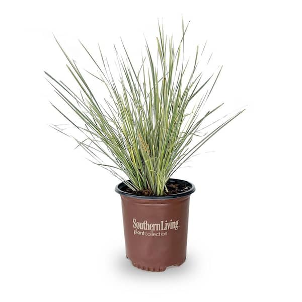 SOUTHERN LIVING 1.5 gal. Platinum Beauty Lomandra, Live Evergreen Grass, Green and White Striped Foliage