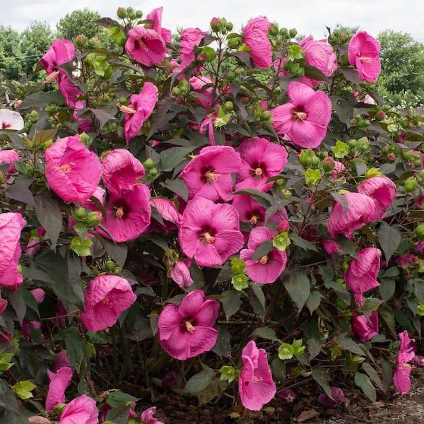 national PLANT NETWORK 3 Gal. Hibiscus Head Over Heels Passion Plant with Pink Flowers